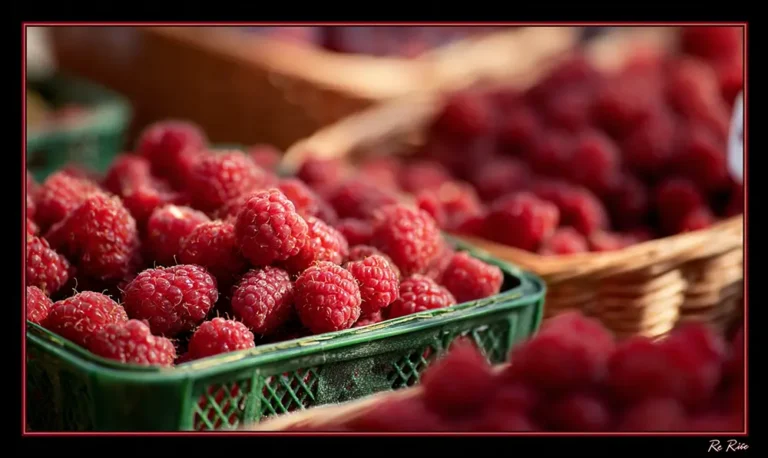 Panier de framboises fraîches au marché d’Ardèche, inspiration pour une glace framboise maison soyeuse