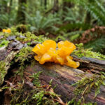 Une trémelle mésentérique orange vif pousse sur un tronc d'arbre mort recouvert de mousse verte dans une forêt.